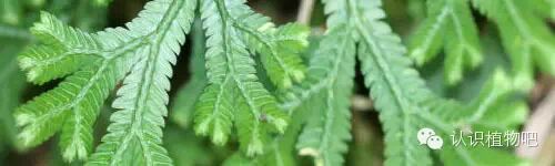 【认识植物吧】之48 <wbr>基础知识之叶序