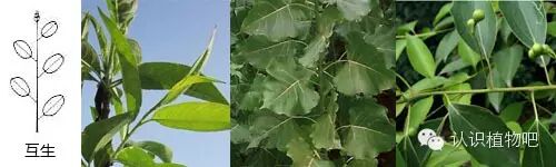 【认识植物吧】之48 <wbr>