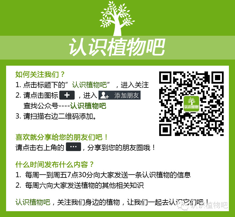 【认识植物吧】之27 <wbr>基础知识：叶缘与叶裂