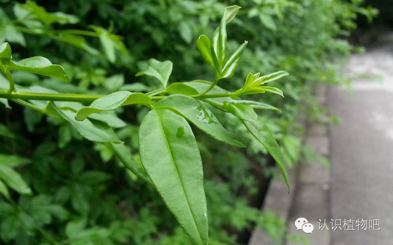 主要是迎春很少结果,即便结了,相对于黄黄的花儿绿绿的叶儿,它又实在