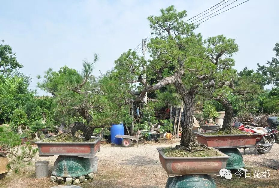 赤坭盆景花卉占据平洲花木市场半壁江山,还曾是英女皇伊丽莎白的寿礼