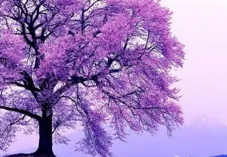 欲为大树，莫与草争，太精辟了！