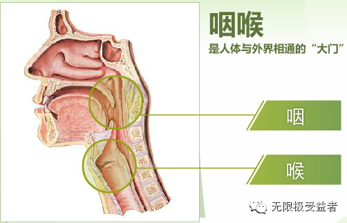 咽喉的重要作用,你知道吗?