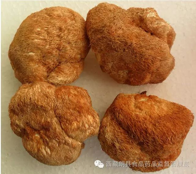 4羊肠菌子实体小至较大,盖圆锥形,近圆柱形至近圆形.