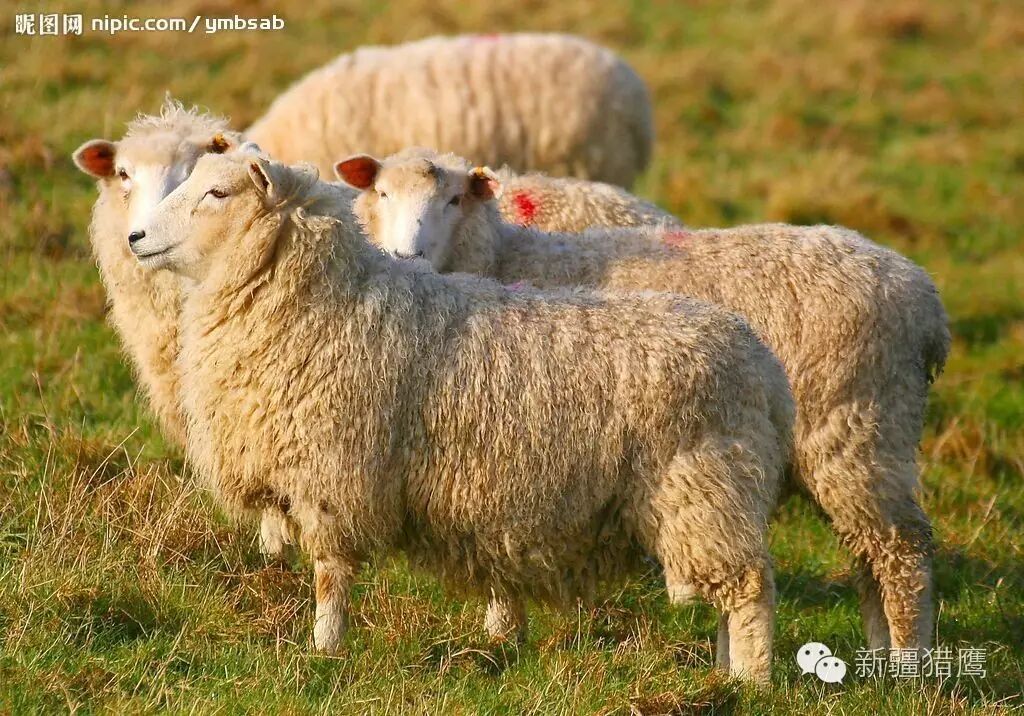 商機中國新疆·2016新商業(yè)模式交流大會等著您 