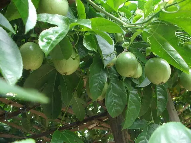 所有的水果用途终于收集全了 - 夏季草原 - 夏季草原的博客 所有的水果用途终于收集全了 - 夏季草原 - 夏季草原的博客