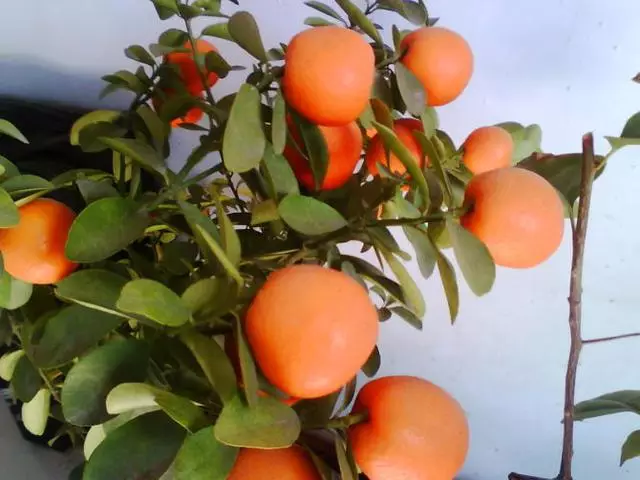 所有的水果用途终于收集全了 - 夏季草原 - 夏季草原的博客 所有的水果用途终于收集全了 - 夏季草原 - 夏季草原的博客