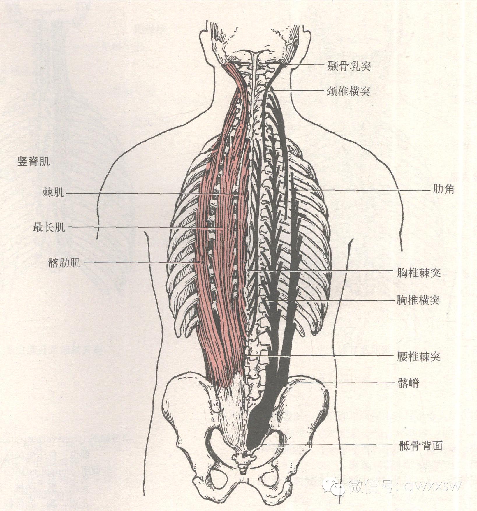 龙华针灸论坛 龙华医院针灸科 陆氏针灸传承基地 Powered By Discuz