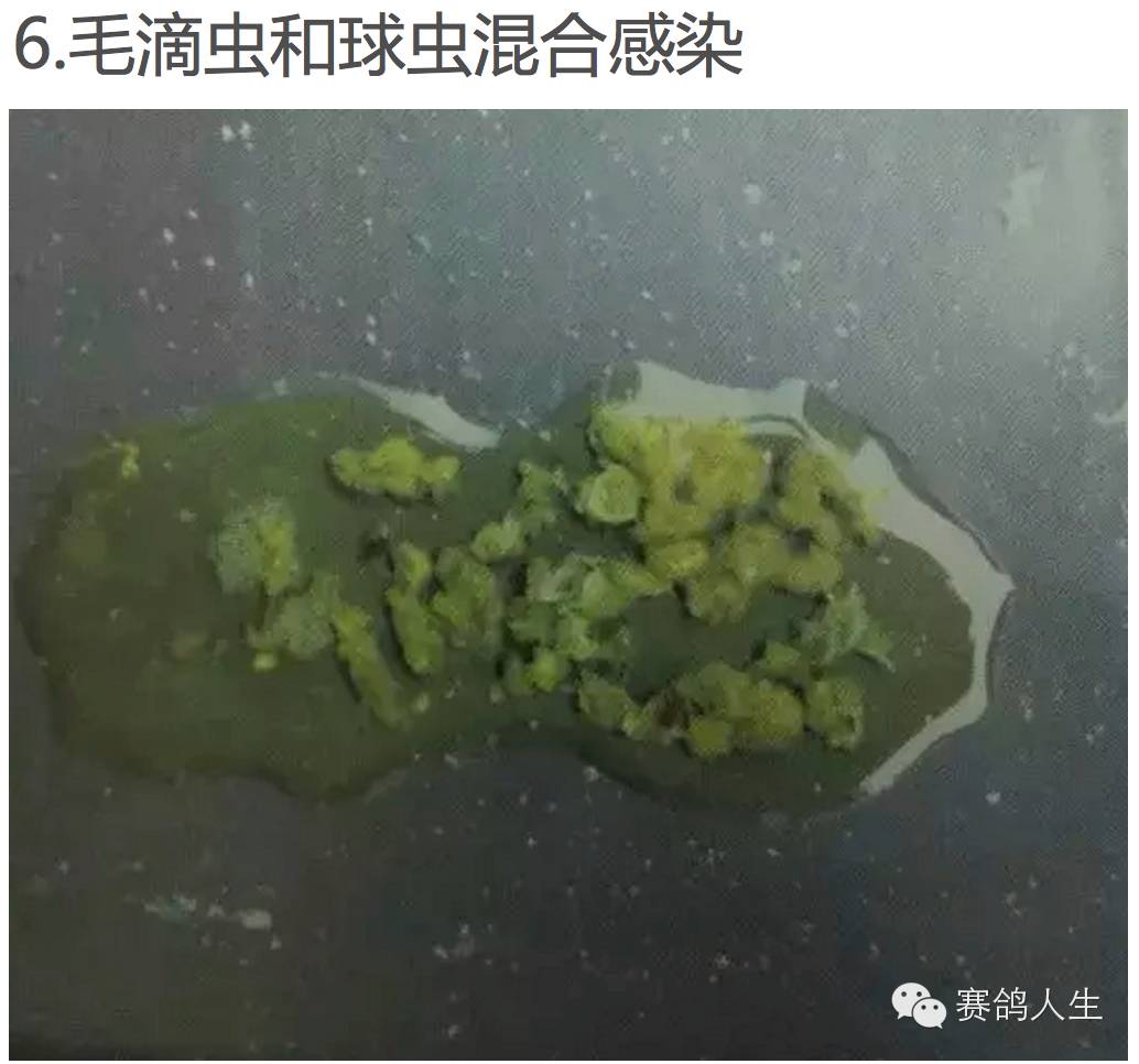 通过鸽子的粪便鉴别疾病