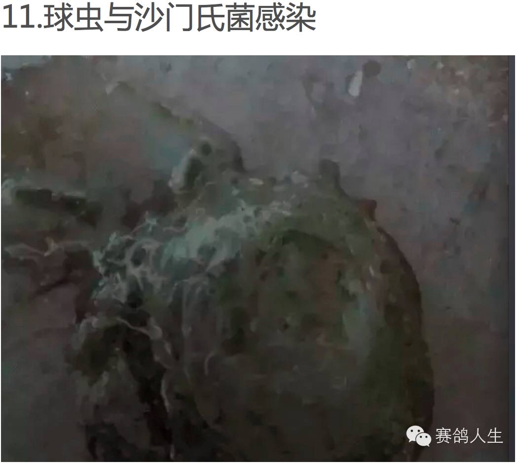 通过鸽子的粪便鉴别疾病