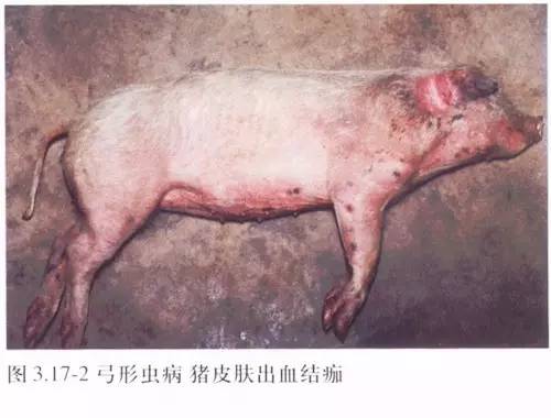 生猪屠宰检验检疫必备猪病特征图谱