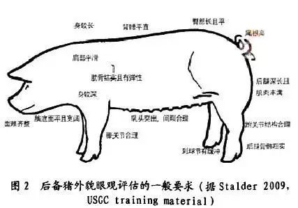 猪场流程管理之——瘦肉型后备种母猪选购流程(图)