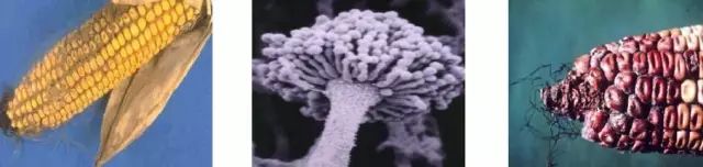 菌属(penicillium 展青霉,鲜绿青霉,黄绿青霉,桔青霉,疣孢青霉)