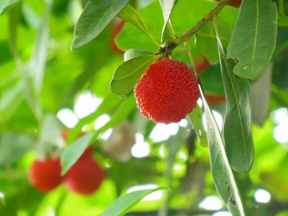 杨 梅 redbayberry 溧水杨梅