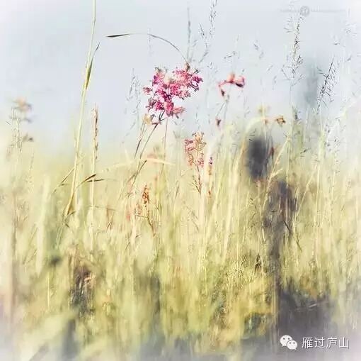 我今天开着窗子听王菲邓丽君