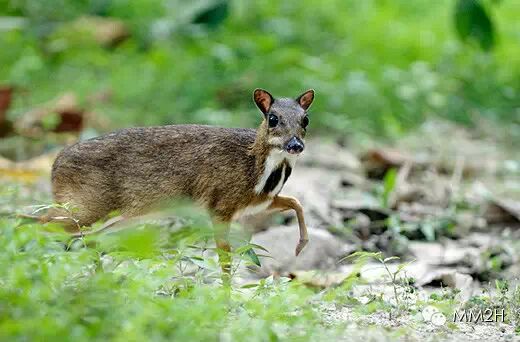 最小的有蹄类哺乳动物——小鼷鹿