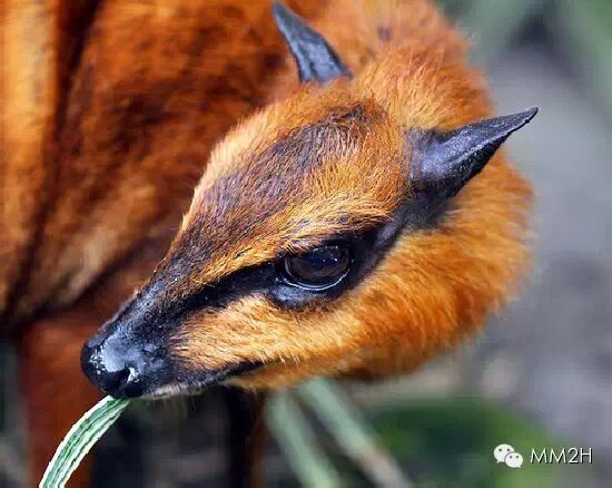 最小的有蹄类哺乳动物——小鼷鹿