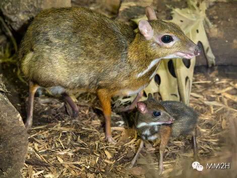 最小的有蹄类哺乳动物——小鼷鹿
