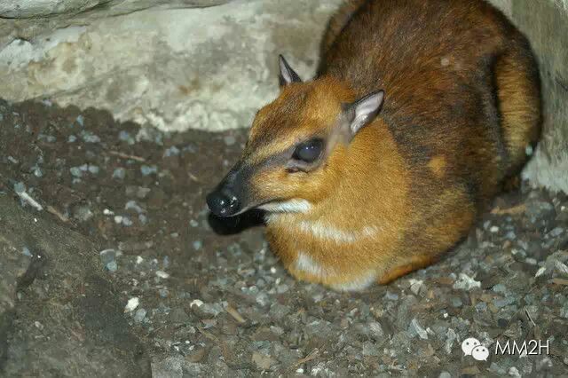 最小的有蹄类哺乳动物——小鼷鹿