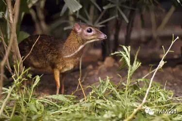 最小的有蹄类哺乳动物——小鼷鹿