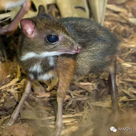 最小的有蹄类哺乳动物——小鼷鹿