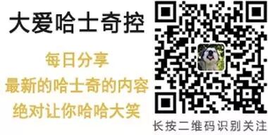 哈士奇意外怀孕找不到孩子生父,结果生下来的宝宝却是个小金毛!