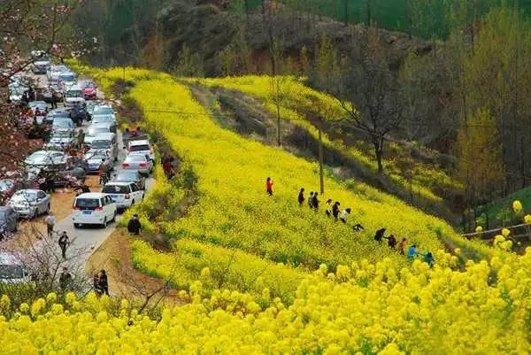 06 「 洛阳:油菜花 嵩县大坪乡 」 嵩县大坪乡地处伏牛山,熊耳山和