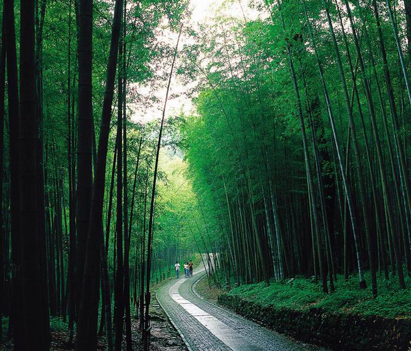 到达咸宁,除了星星竹海,城区潜山国家森林果园里的小竹海和百竹苑