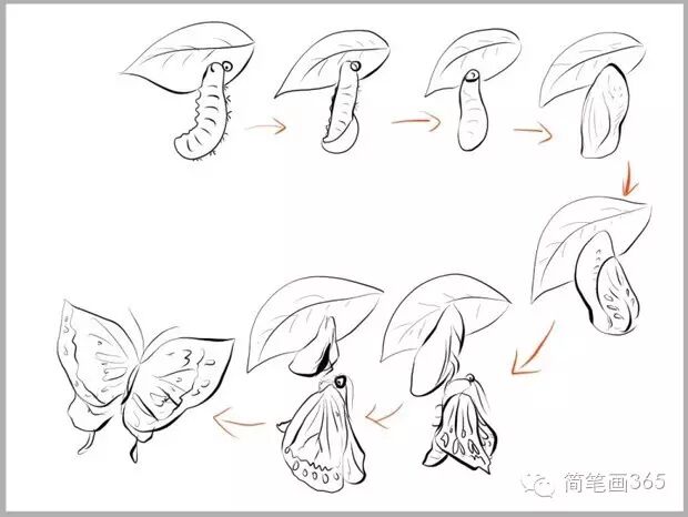 简笔画动物之-毛毛虫