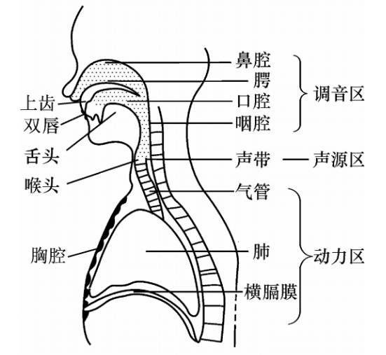 图1:构音器官结构示意图