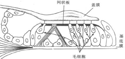 耳声发射图怎么看几种耳声发射的临床类型及特点_https://www.jmylbn.com_新闻资讯_第1张