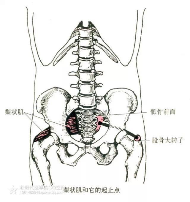 23,髂肌