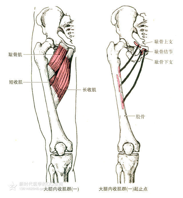起点:坐骨结节,坐骨支和耻骨下支.