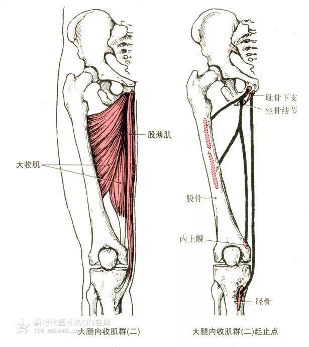 [转载]最全人体肌肉解剖套图,值得收藏!