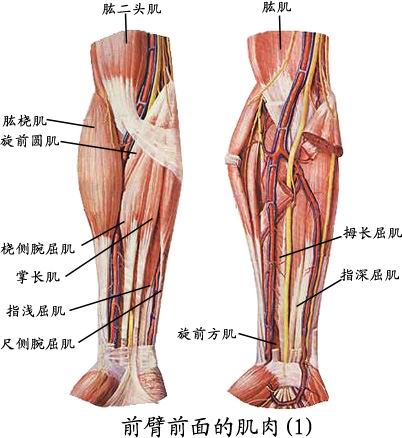 全身肌肉组织解剖图值得收藏