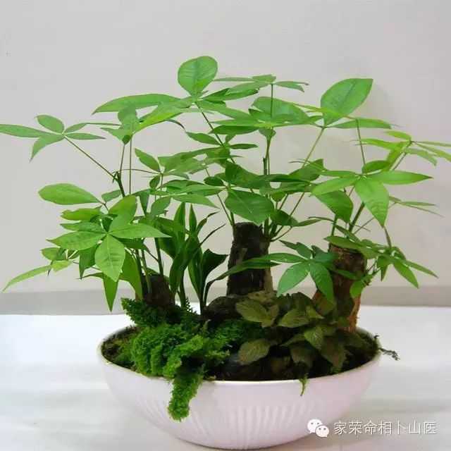 风水植物发财树,摆在这里最招财?