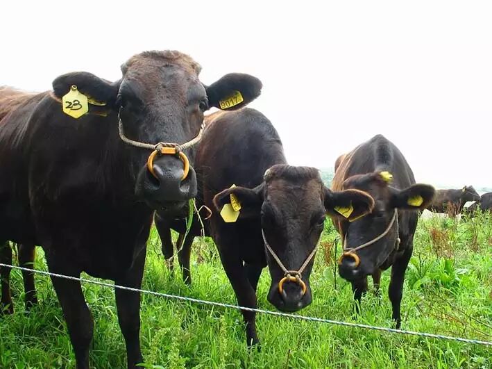 日本英医院生殖中心的日本试管婴儿技术