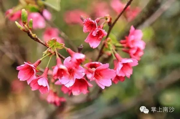 周末南沙赏樱,看周星驰“美人鱼”拍摄现场
