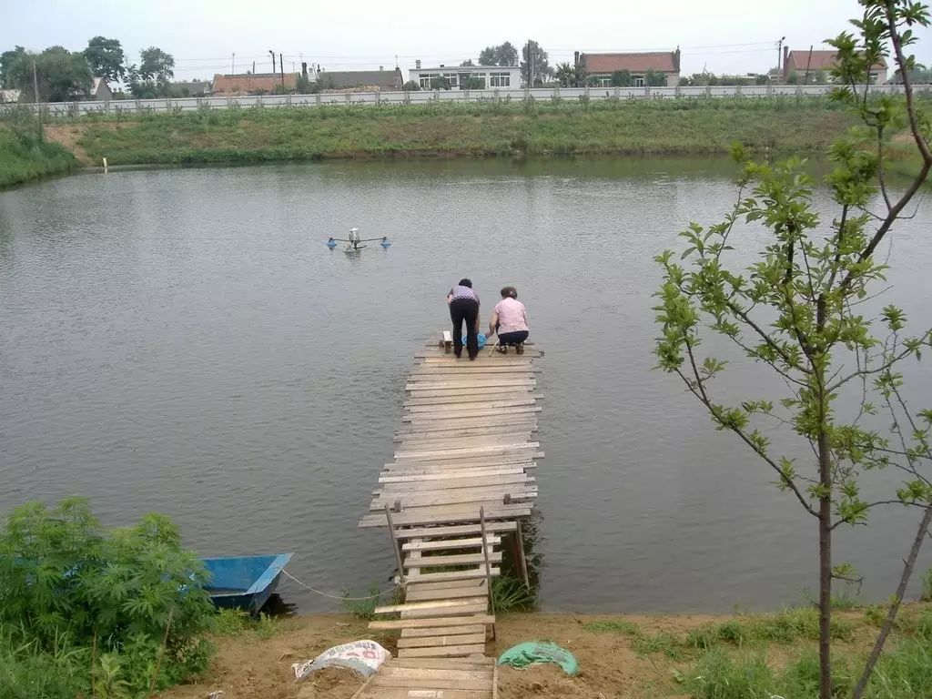 7,农村致富小项目:农村鱼塘开发