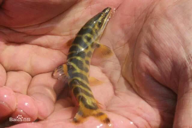 2014年11月25日在三哥家组织吃中华沙鳅（龙丁，沙泥鳅）