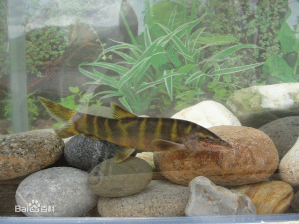 2014年11月25日在三哥家组织吃中华沙鳅（龙丁，沙泥鳅）