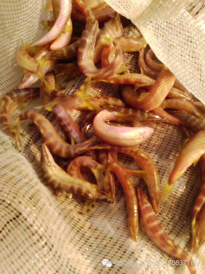 2014年11月25日在三哥家组织吃中华沙鳅（龙丁，沙泥鳅）