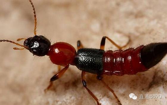 【小心毒虫】李晨、陈赫、林妙可都被毒虫咬,啥虫子这么...
