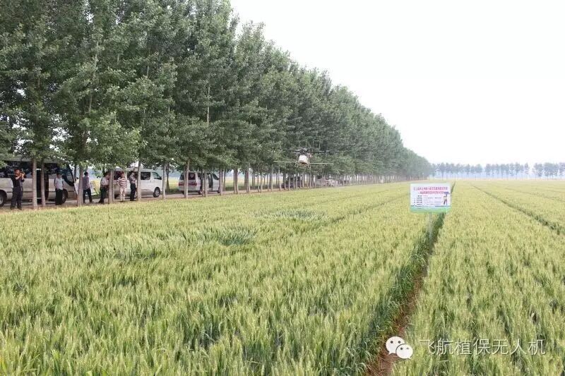 山東省麥田病蟲草害防治用藥示范現(xiàn)場觀摩會