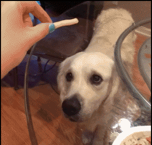 奔波儿灞与灞波儿奔公众号