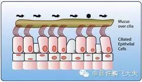 止咳化痰药物的分析和选择