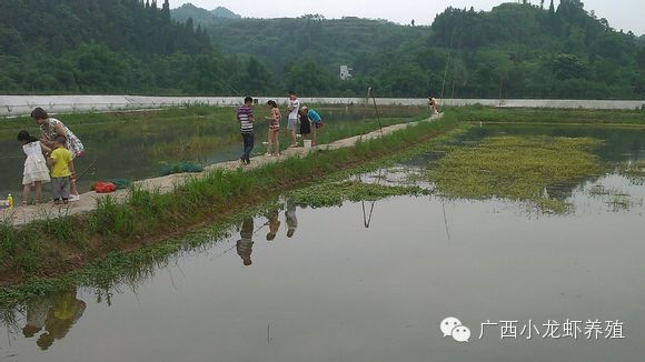 广西理想农业小龙虾垂钓