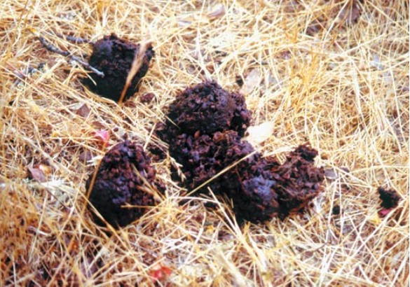 史上最详尽加州打野猪攻略