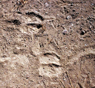 史上最详尽加州打野猪攻略