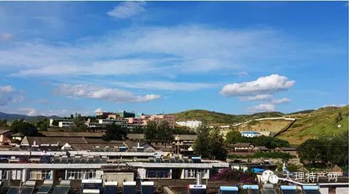 弥渡张氏建林酸腌菜